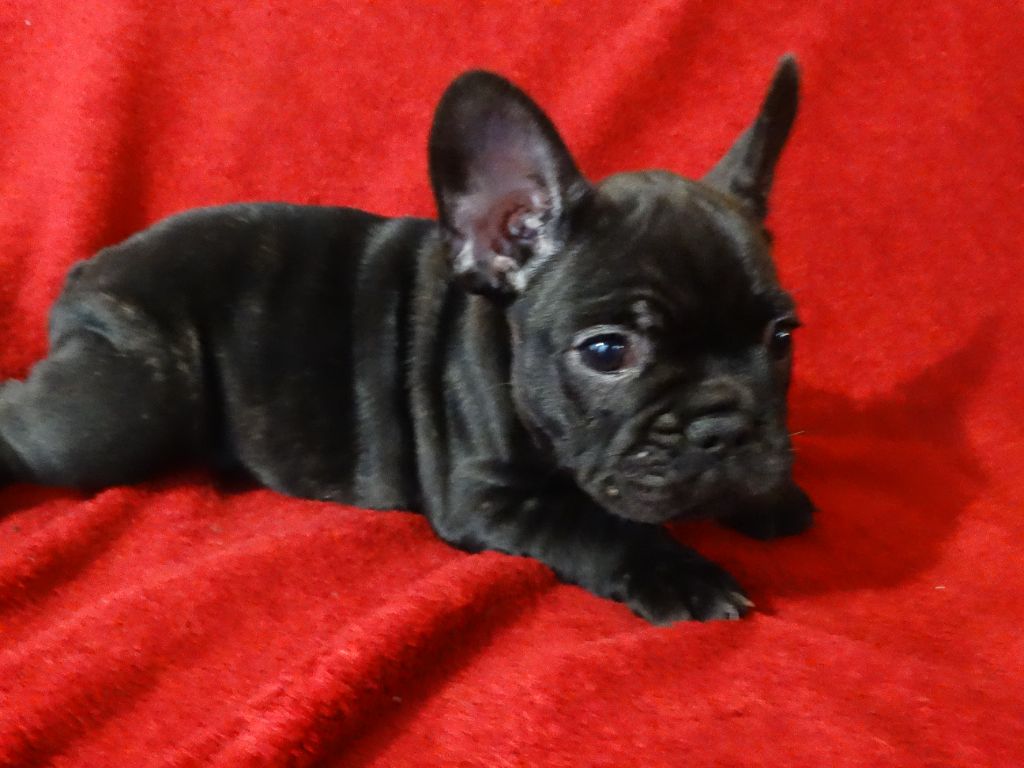 De La Province De Kwan Tung - Chiot disponible  - Bouledogue français