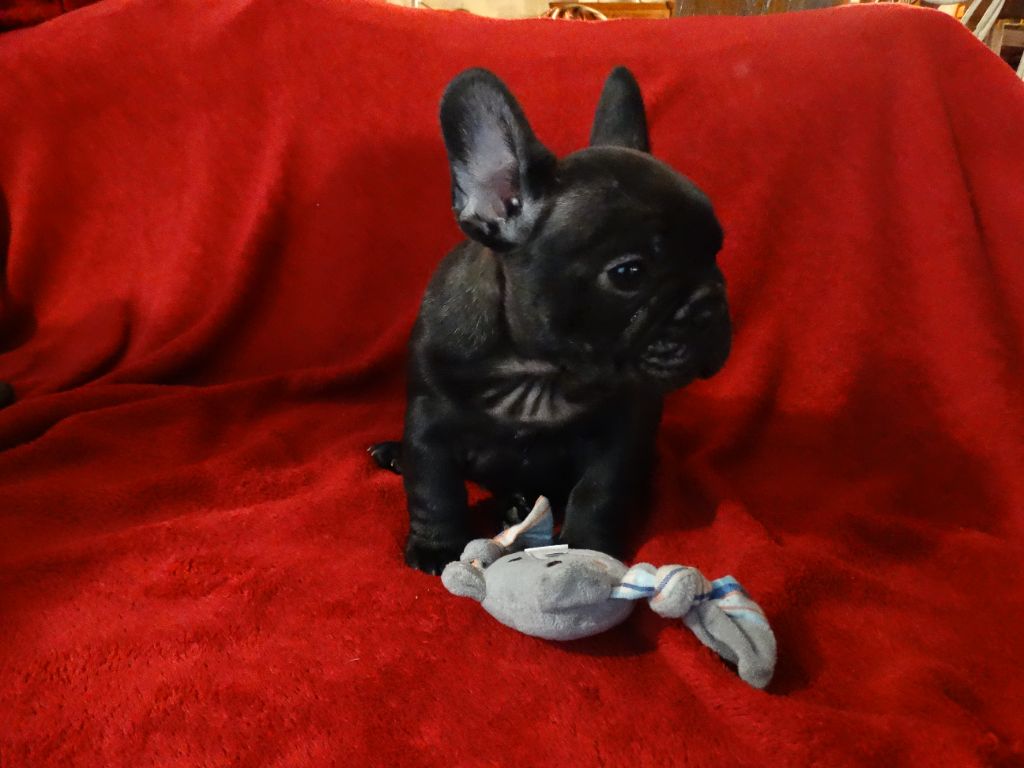 De La Province De Kwan Tung - Chiot disponible  - Bouledogue français