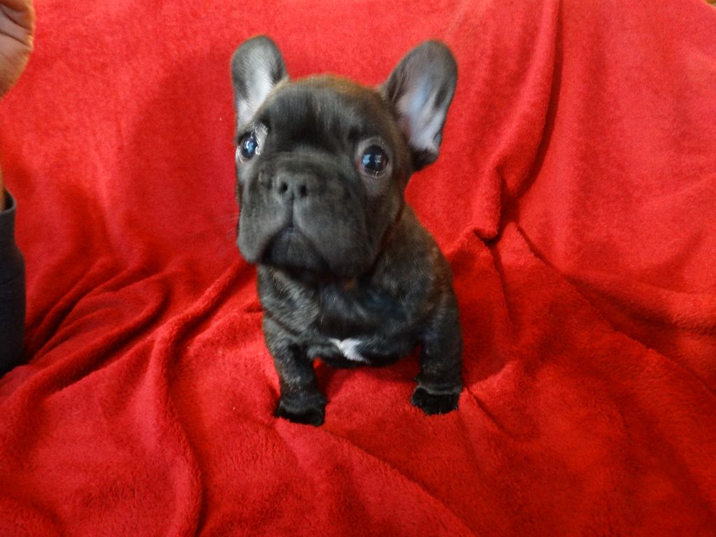 De La Province De Kwan Tung - Chiot disponible  - Bouledogue français