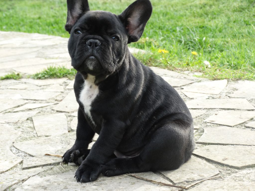 De La Province De Kwan Tung - Chiot disponible  - Bouledogue français