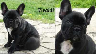 vivaldi