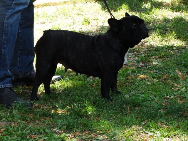 Jamaique Des Flots Malouins