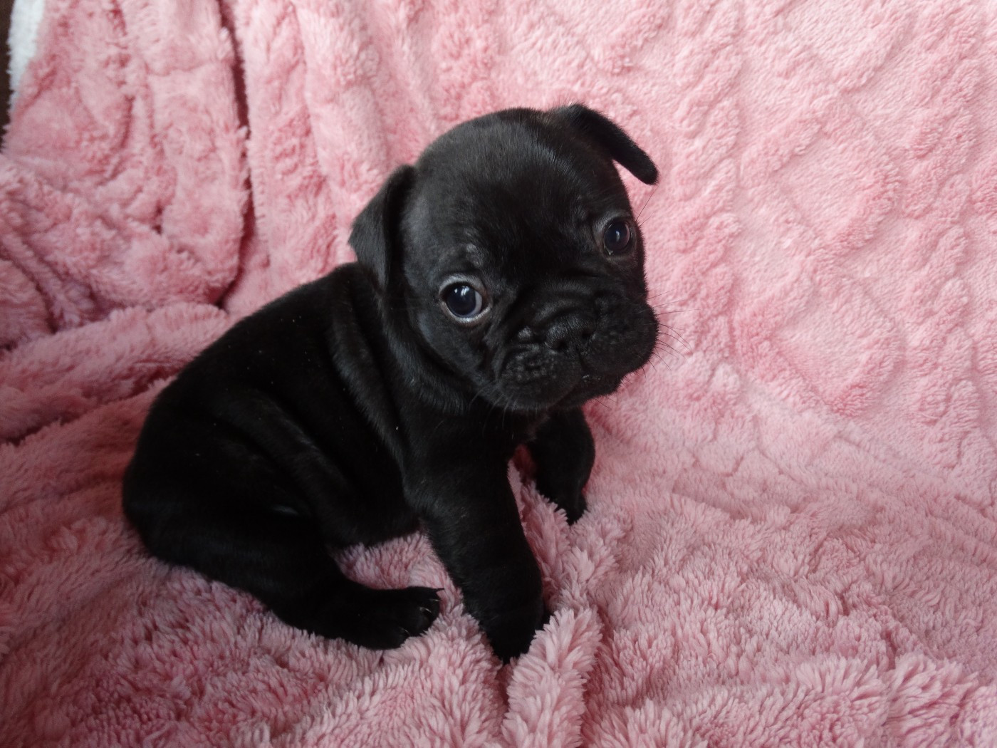 De La Province De Kwan Tung - Chiots disponibles - Bouledogue français