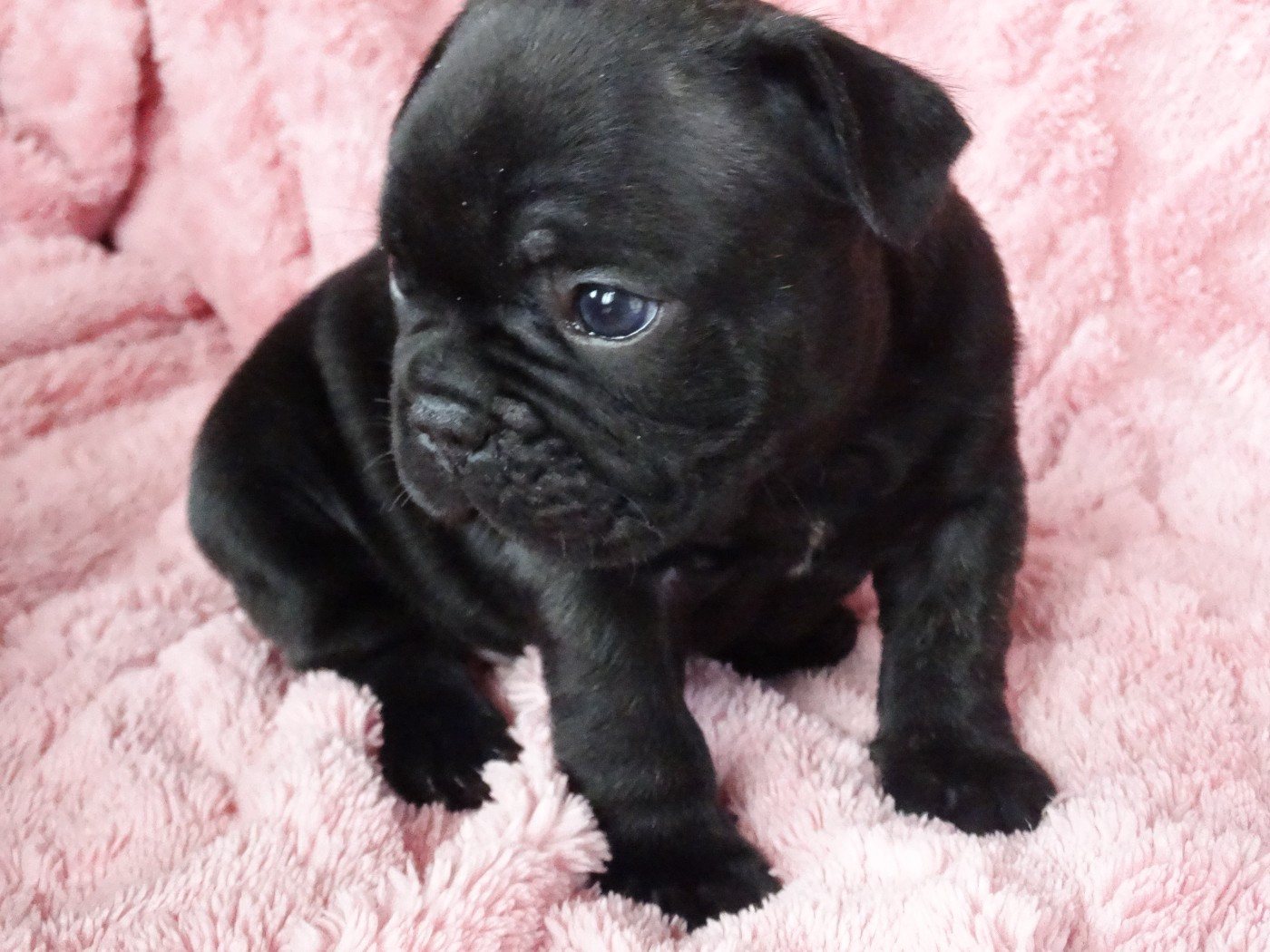 De La Province De Kwan Tung - Chiots disponibles - Bouledogue français