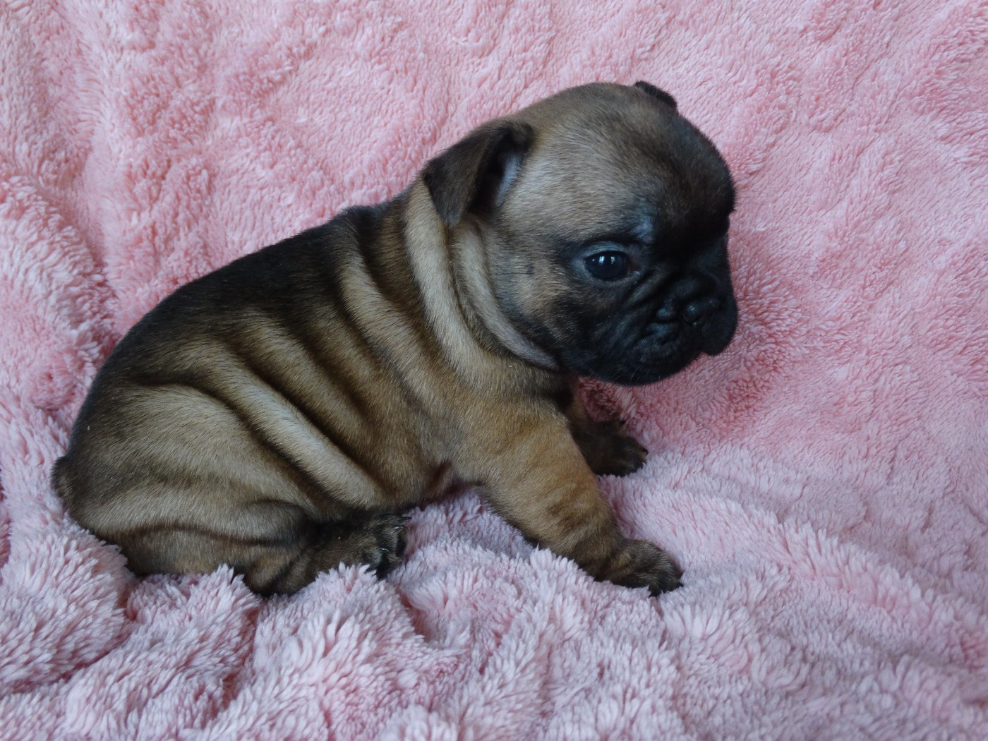 De La Province De Kwan Tung - Chiots disponibles - Bouledogue français
