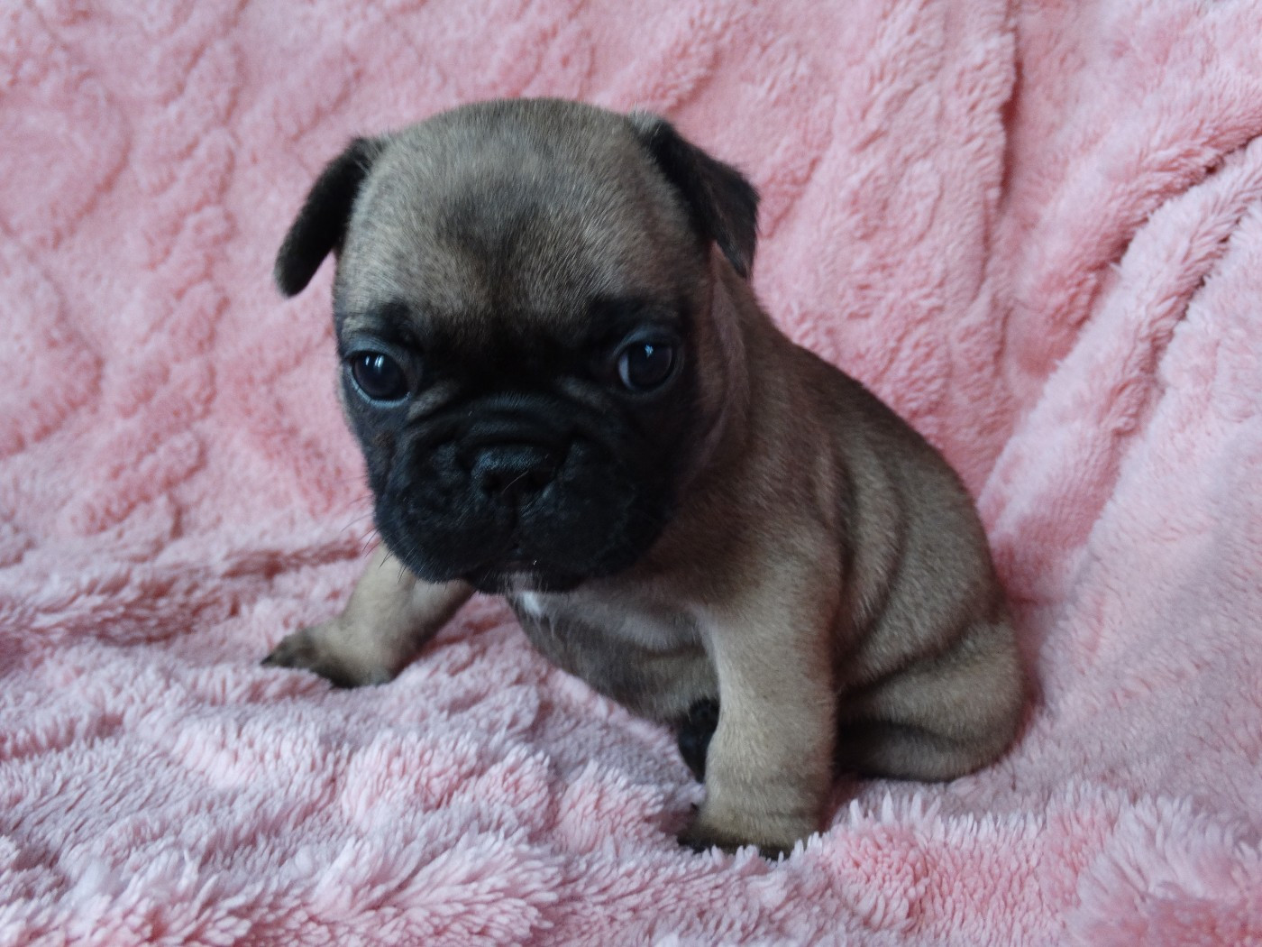 De La Province De Kwan Tung - Chiots disponibles - Bouledogue français