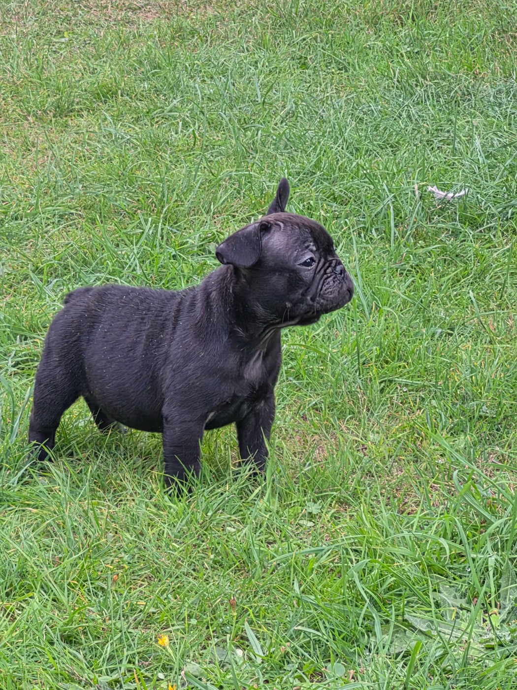 De La Province De Kwan Tung - Chiots disponibles - Bouledogue français