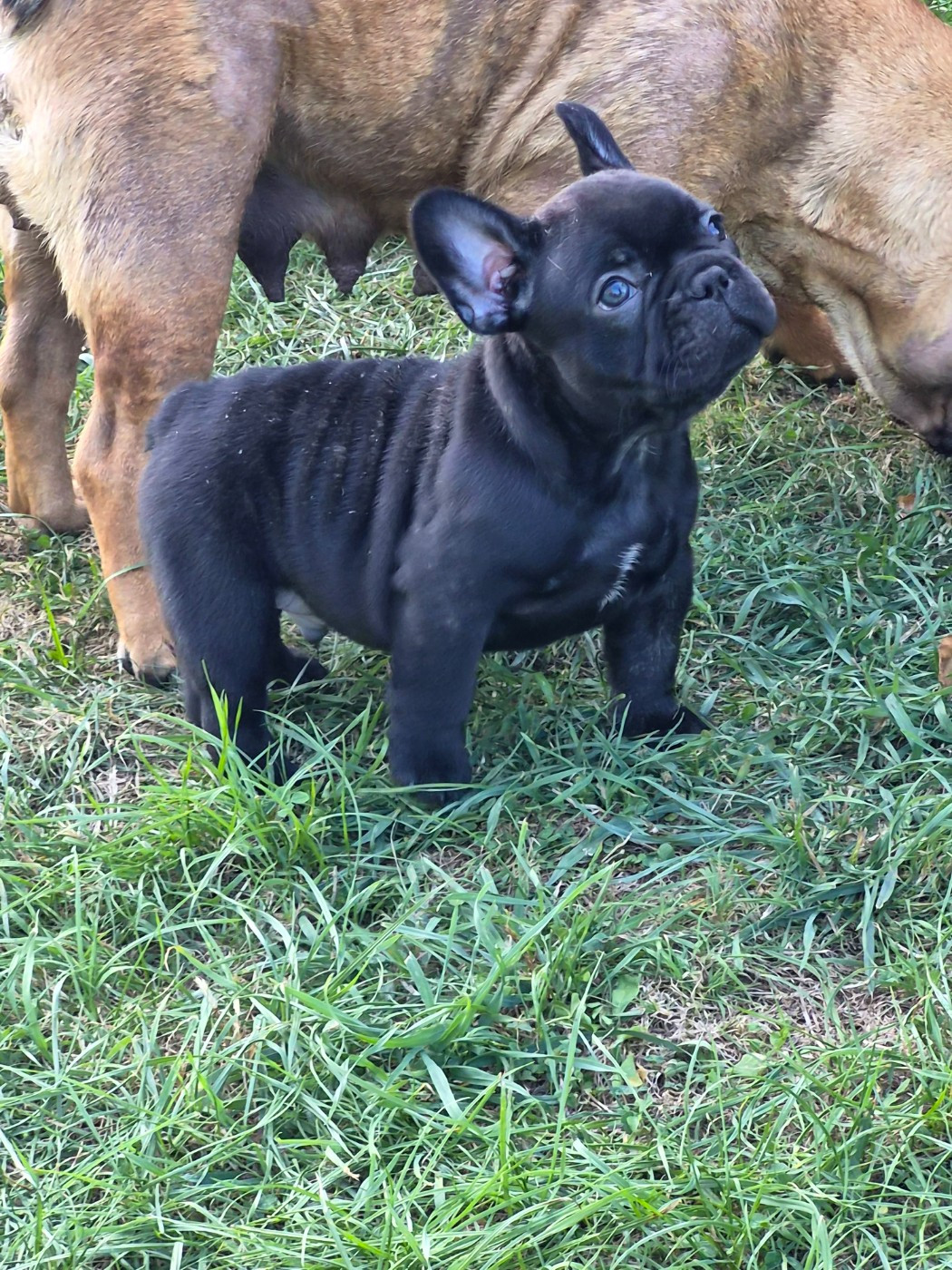 De La Province De Kwan Tung - Chiots disponibles - Bouledogue français