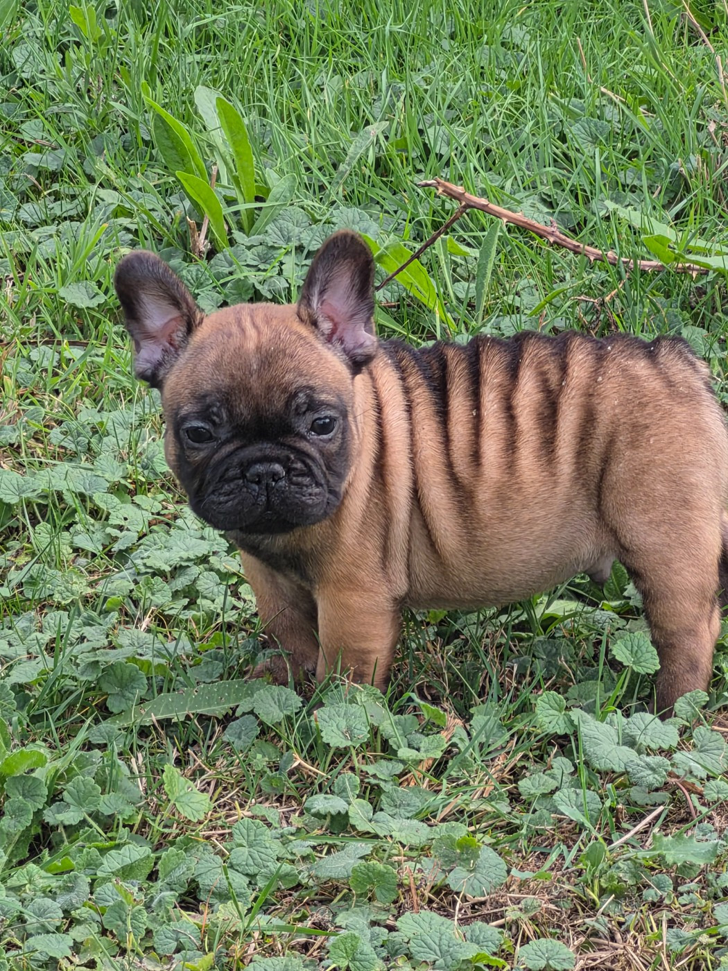 De La Province De Kwan Tung - Chiots disponibles - Bouledogue français