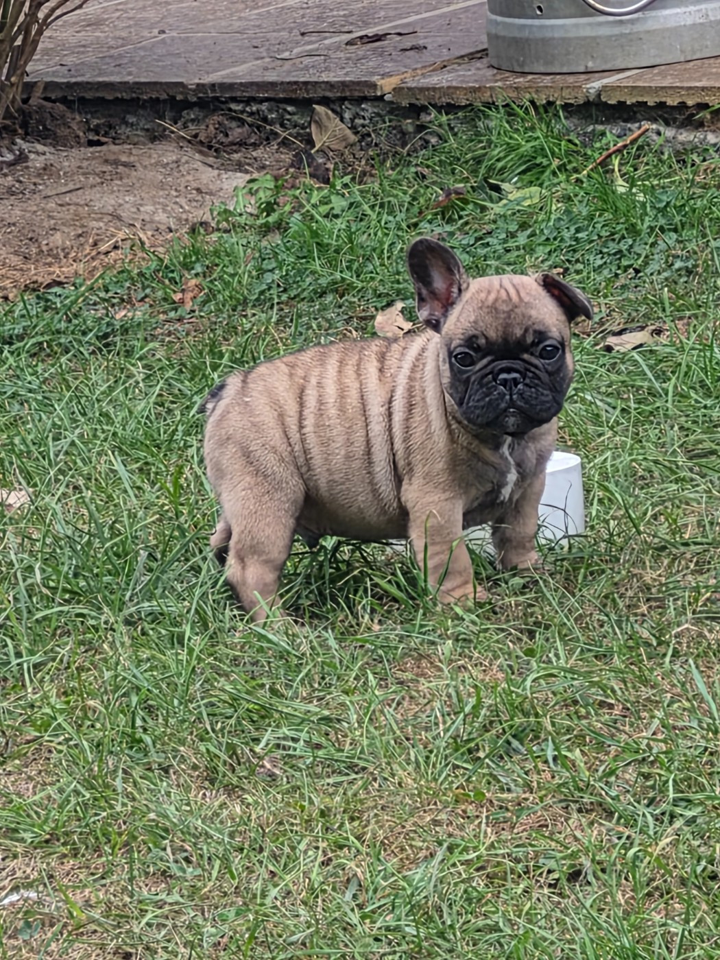 De La Province De Kwan Tung - Chiots disponibles - Bouledogue français