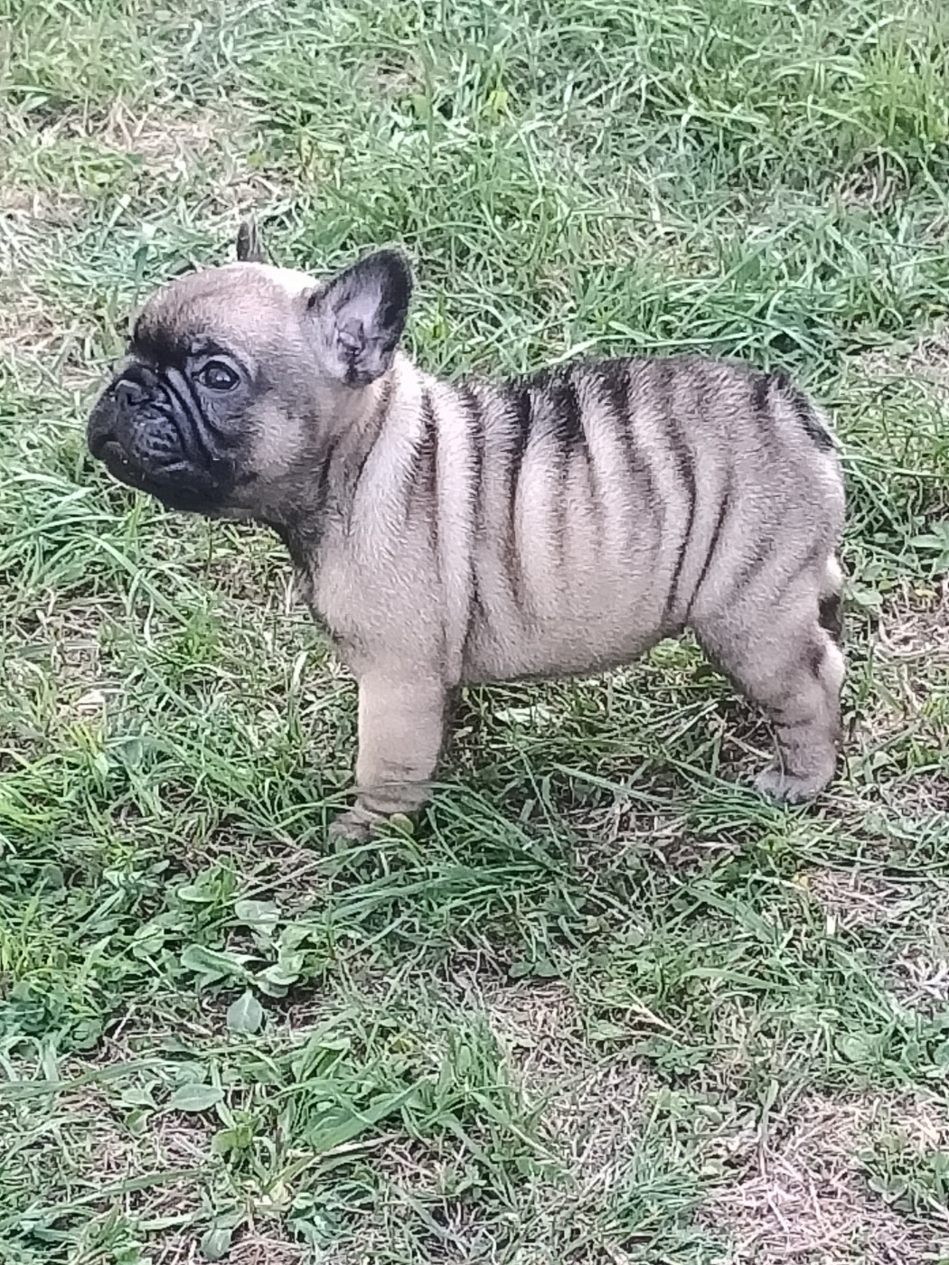 De La Province De Kwan Tung - Chiots disponibles - Bouledogue français