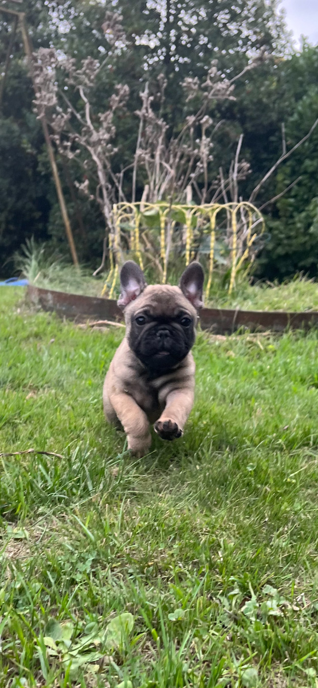 De La Province De Kwan Tung - Chiots disponibles - Bouledogue français